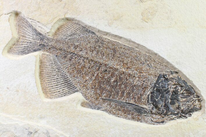 Beautiful Fossil Fish (Phareodus) - Wyoming #163415